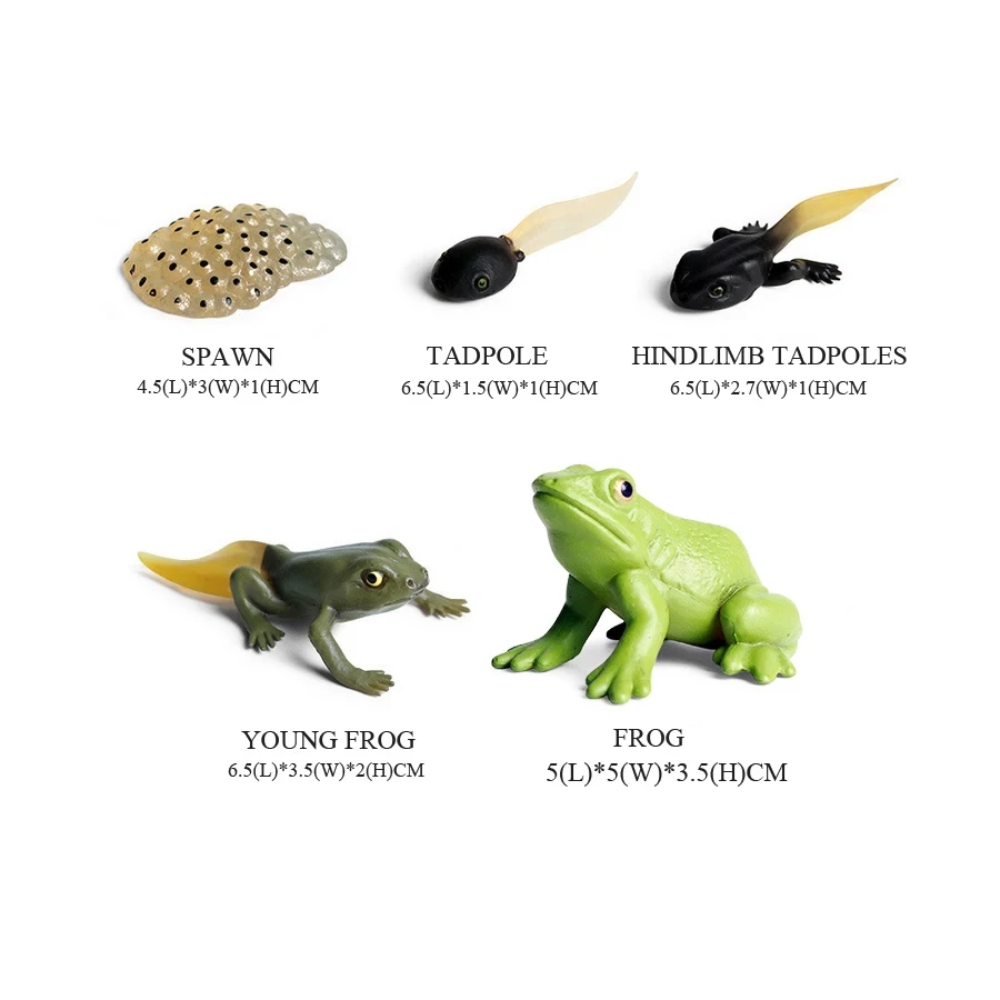 Frogs Models Wild Animals Figu - Kids Toys Reviews 评论和价格